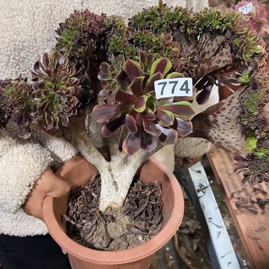 麻***y妖装欧嘉莉追化 774