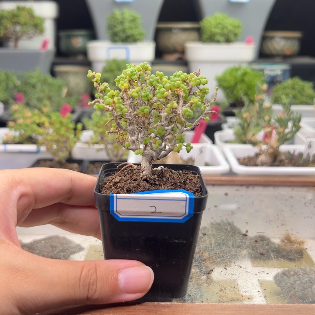 2号链接米粒缀5厘米盆