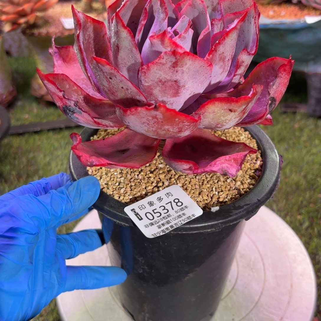 多肉植物05378fhhh