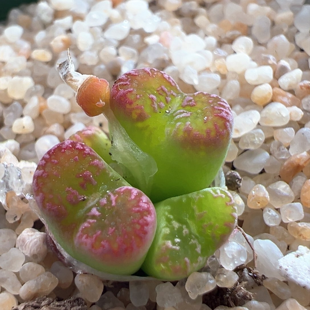 423。韩国种源全窗马克