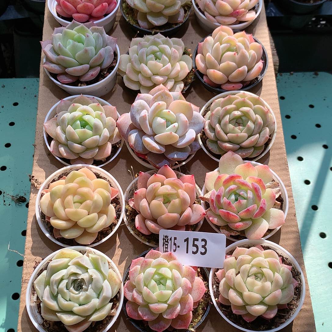 15-153一物一拍带盆18颗