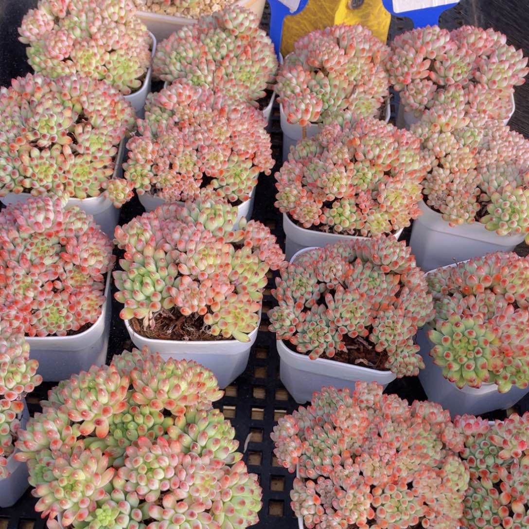 量拍128号 烟花群生一个