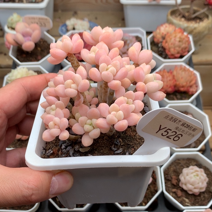 妍**。0526奶酪蛋糕10厘米