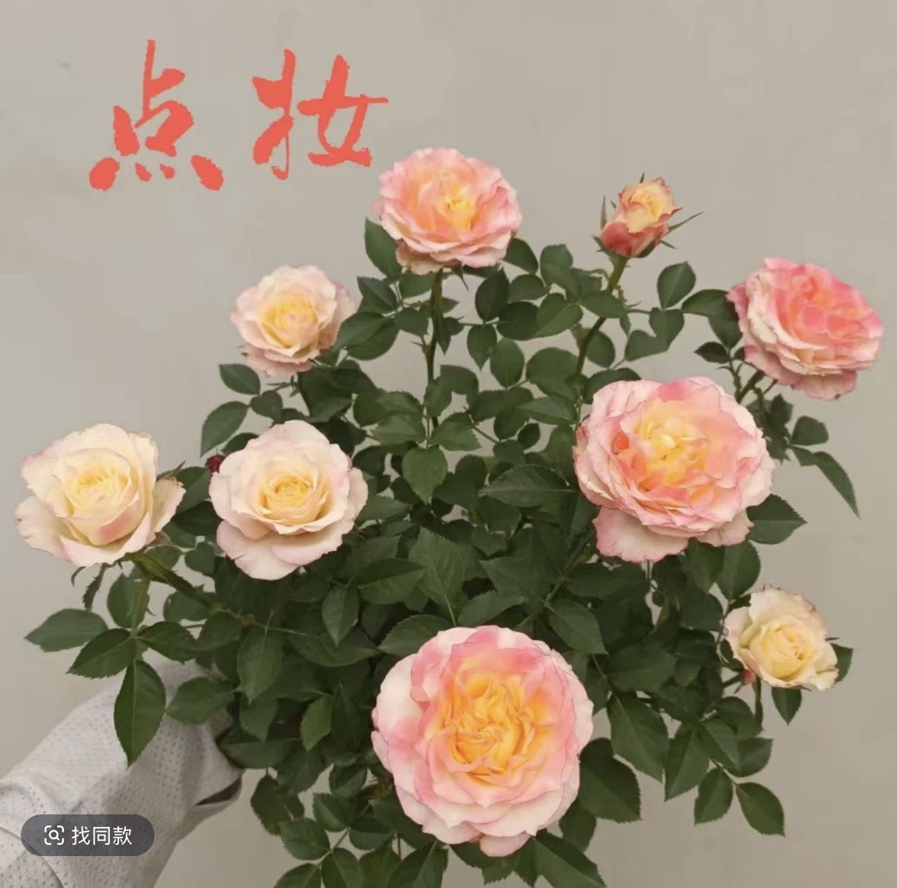 【月季盆栽】点妆四季四季勤花耐热耐旱室内室外栽盆栽好养活