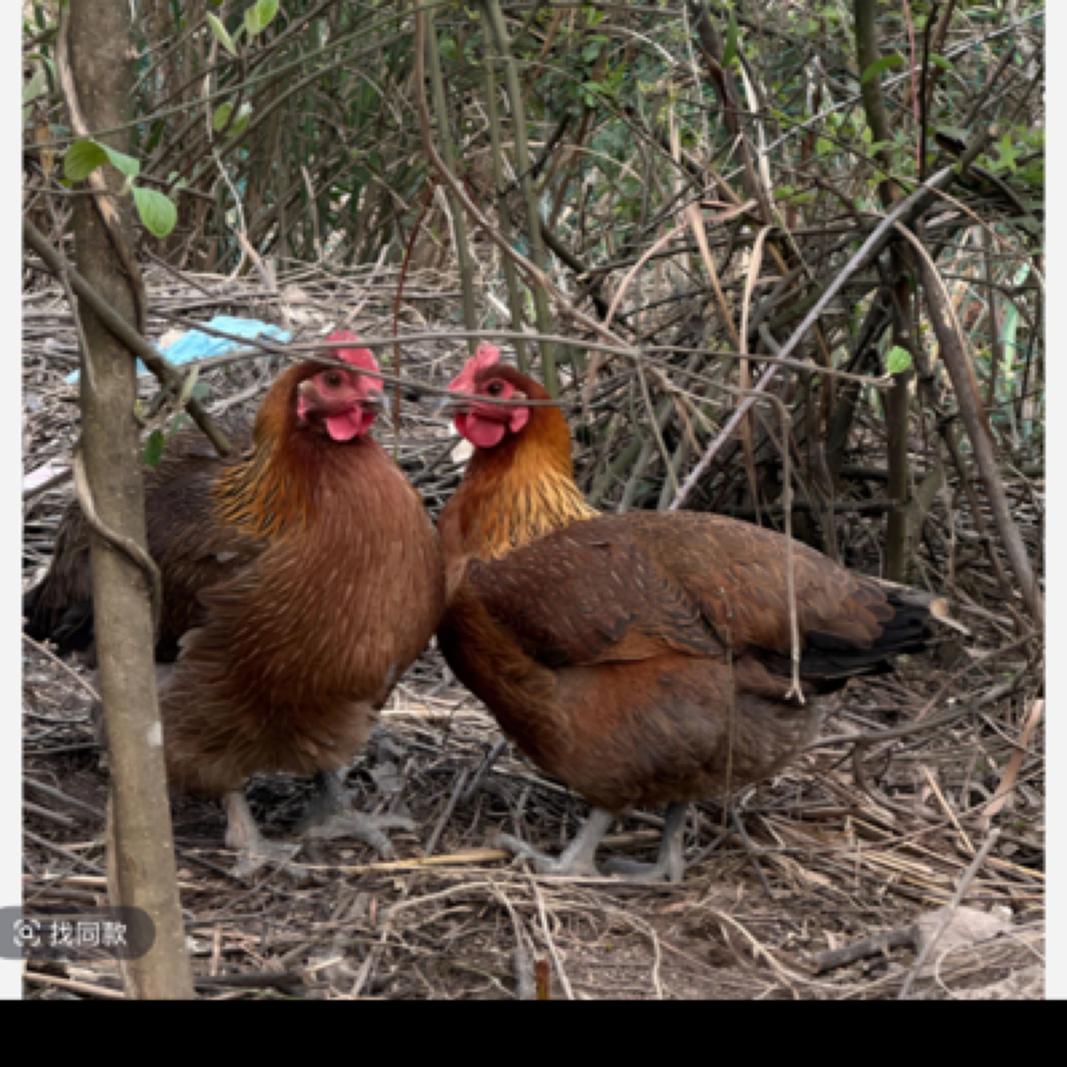 【京东空运】农家散养本地鸡代买 包冰率不含冰