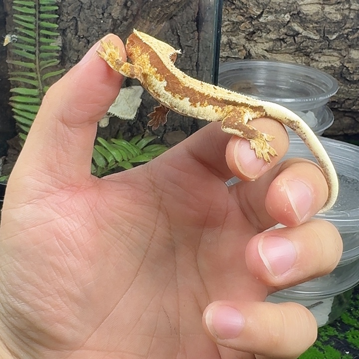 睫角守宫红棕底莉莉白
