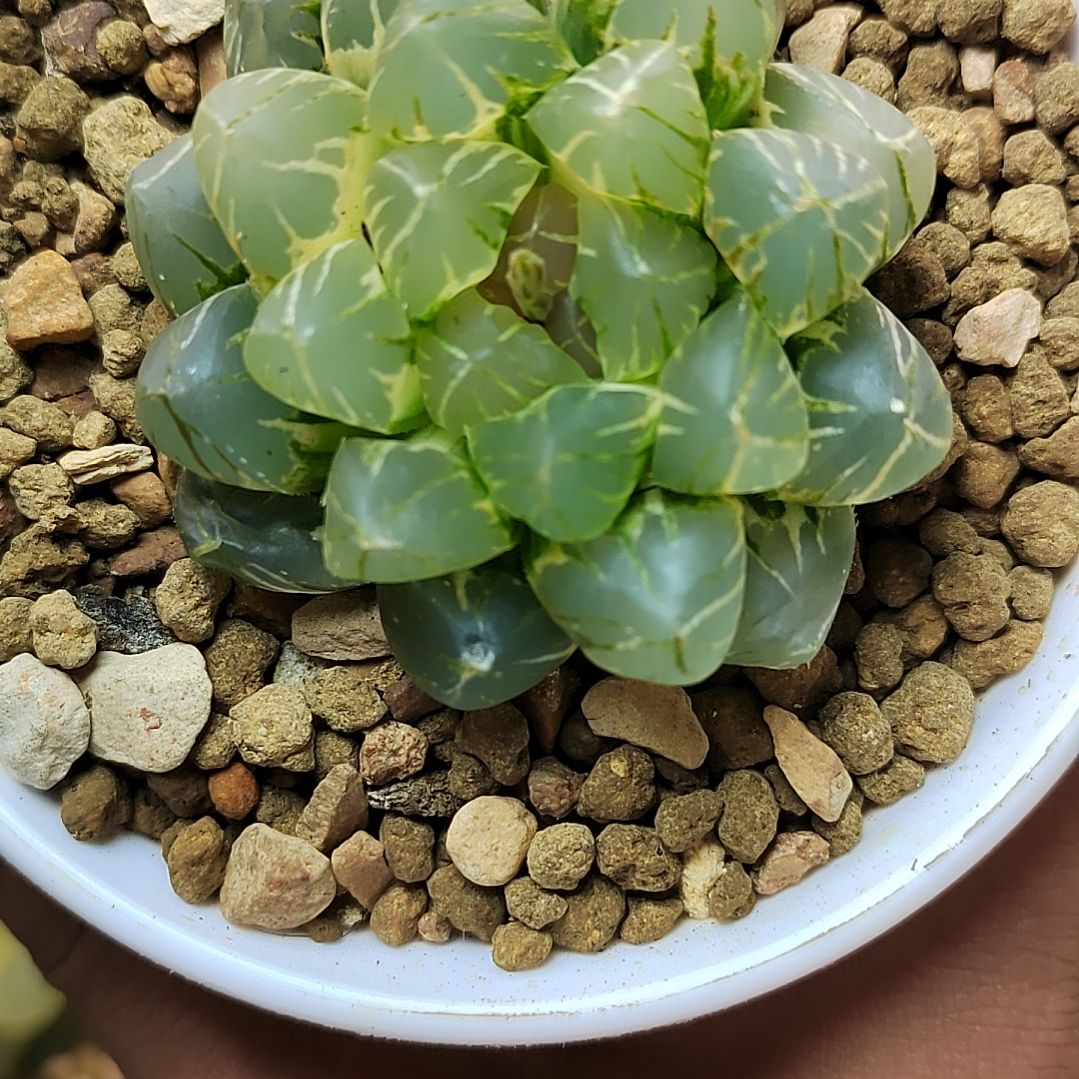 395号 OM锦 极上斑 5.3厘米左右一物一拍带盆