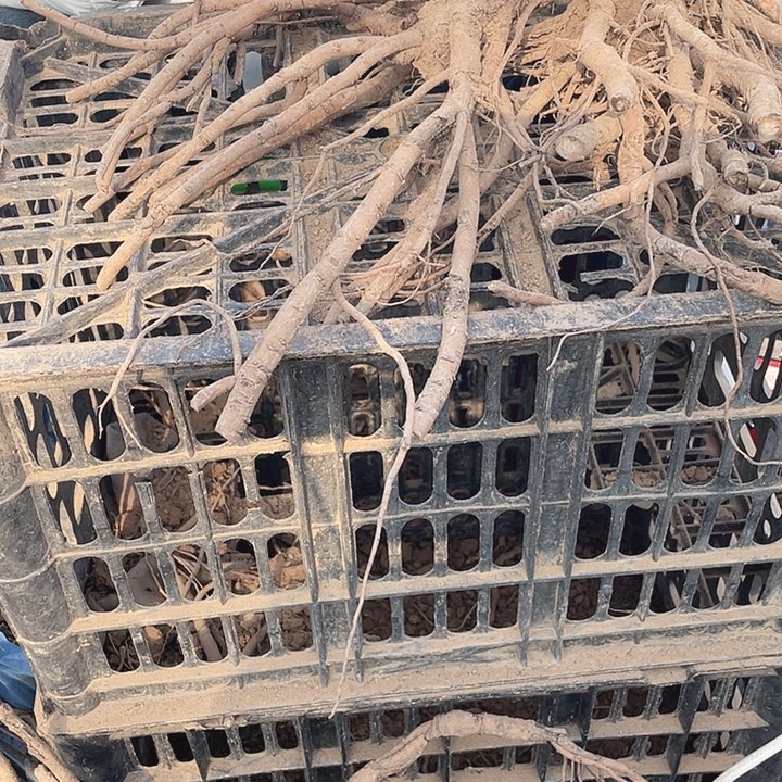 完全开放牡丹花开