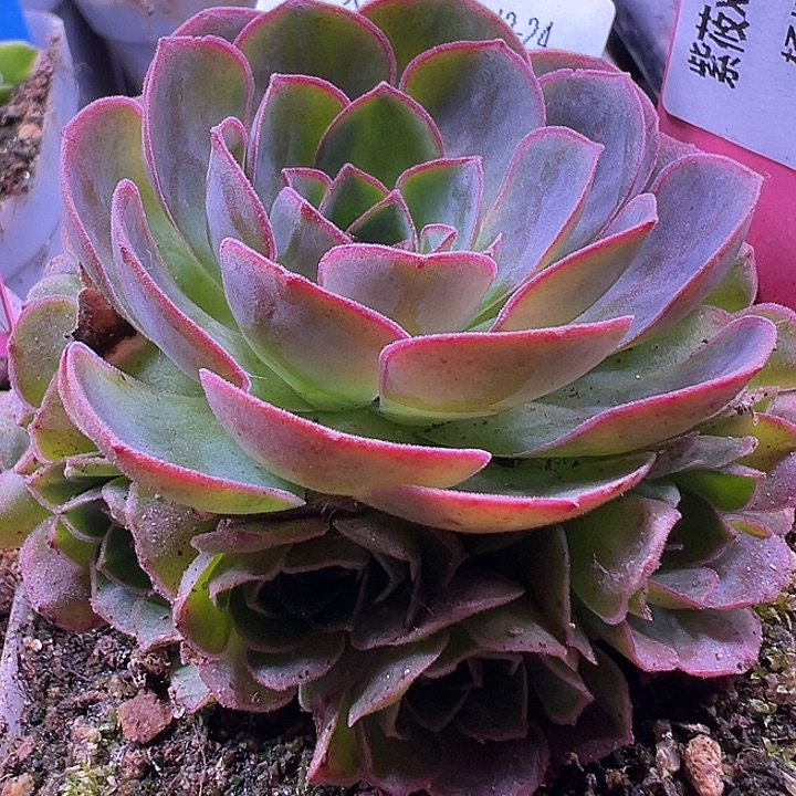 杨168 紫莜晶钻若初