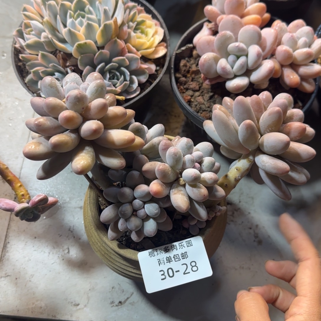 30-28精控汤圆多肉植物