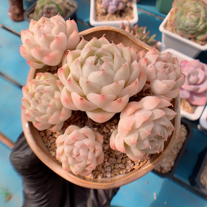 多肉植物。 月影系51