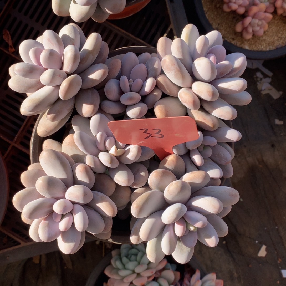 奶酪82728282738383