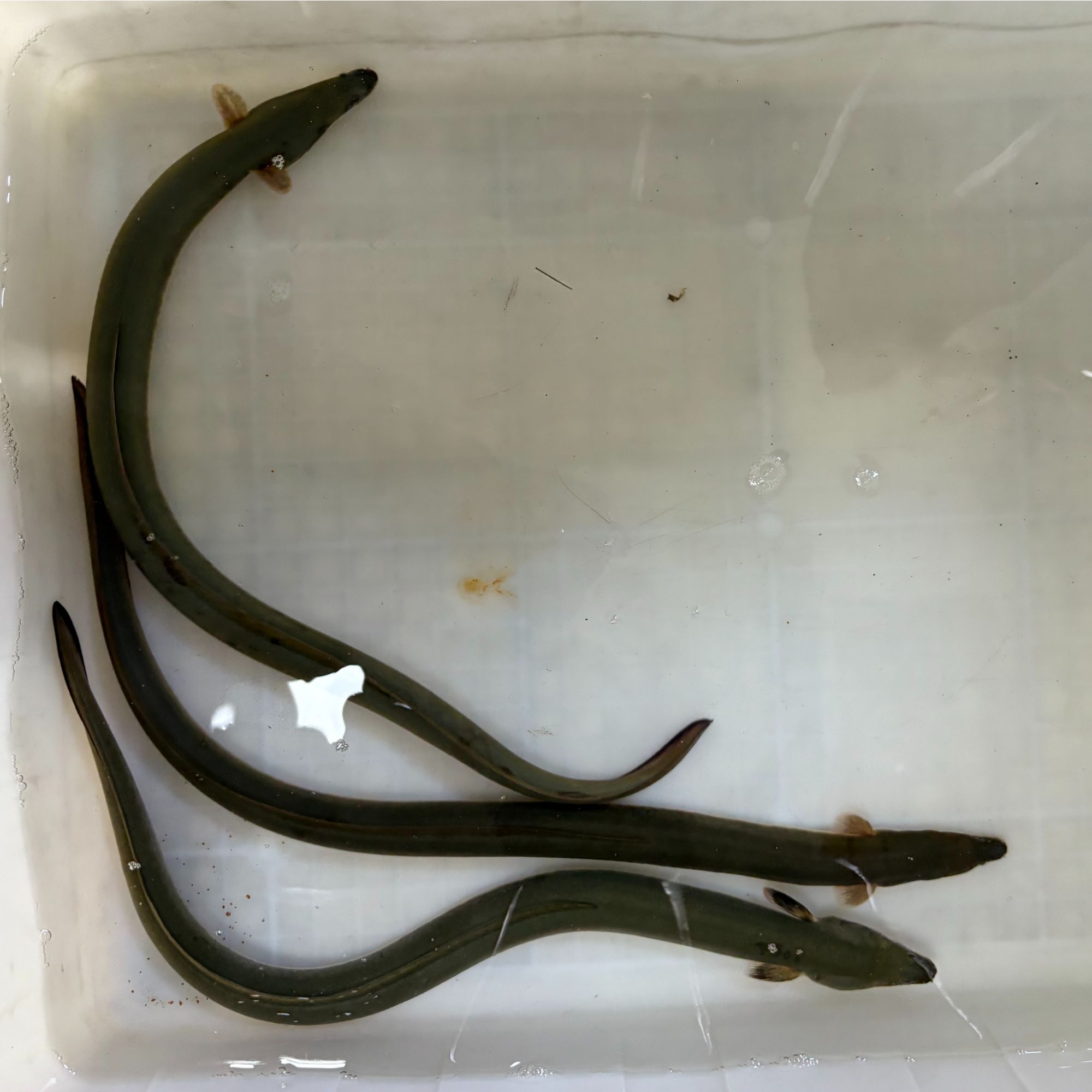 套餐三条共一斤左右生鲜淡水河鳗食用包活（送一条小鳗鱼）