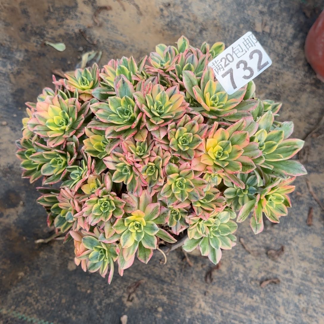 甜茶732满20包邮断枝不包