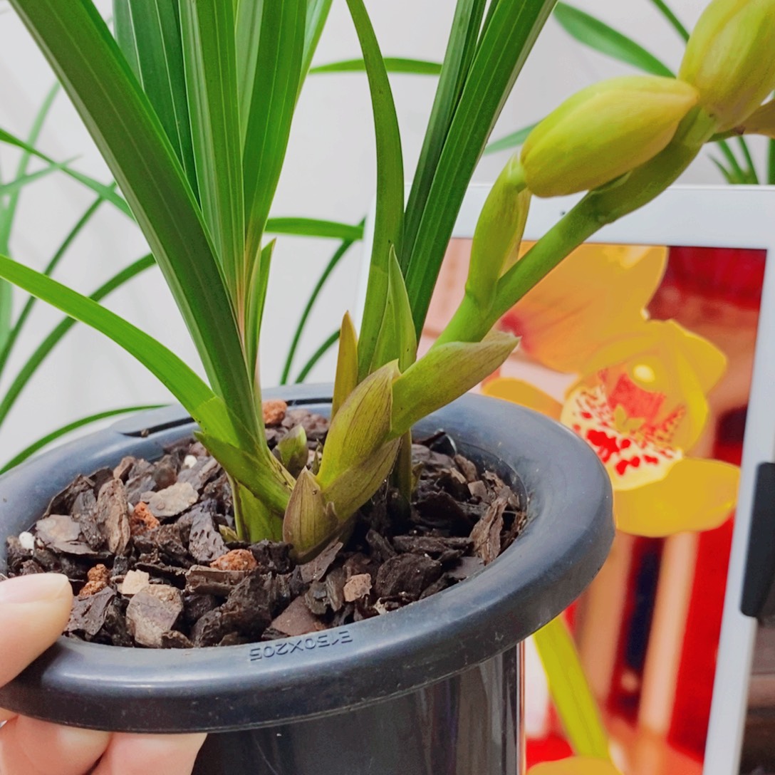 这***好大部分花苞少量开放