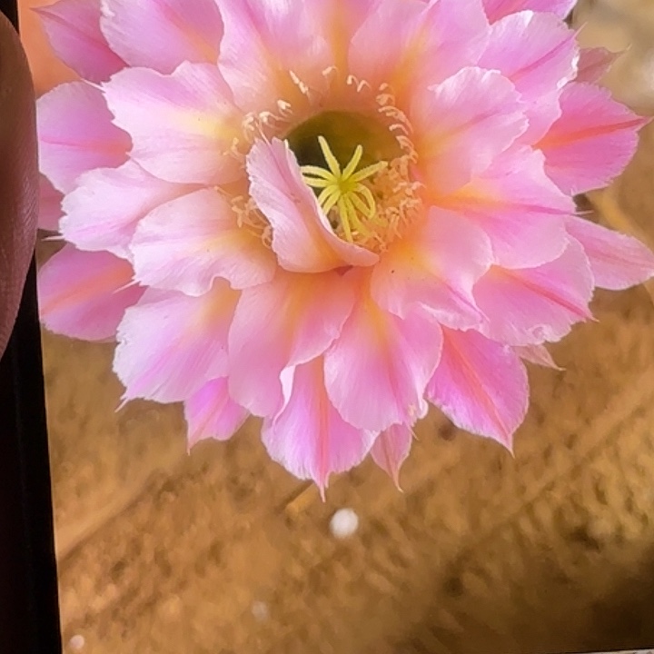 仙人球彩草歪G461