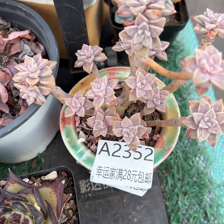 幸运的是我的朋友