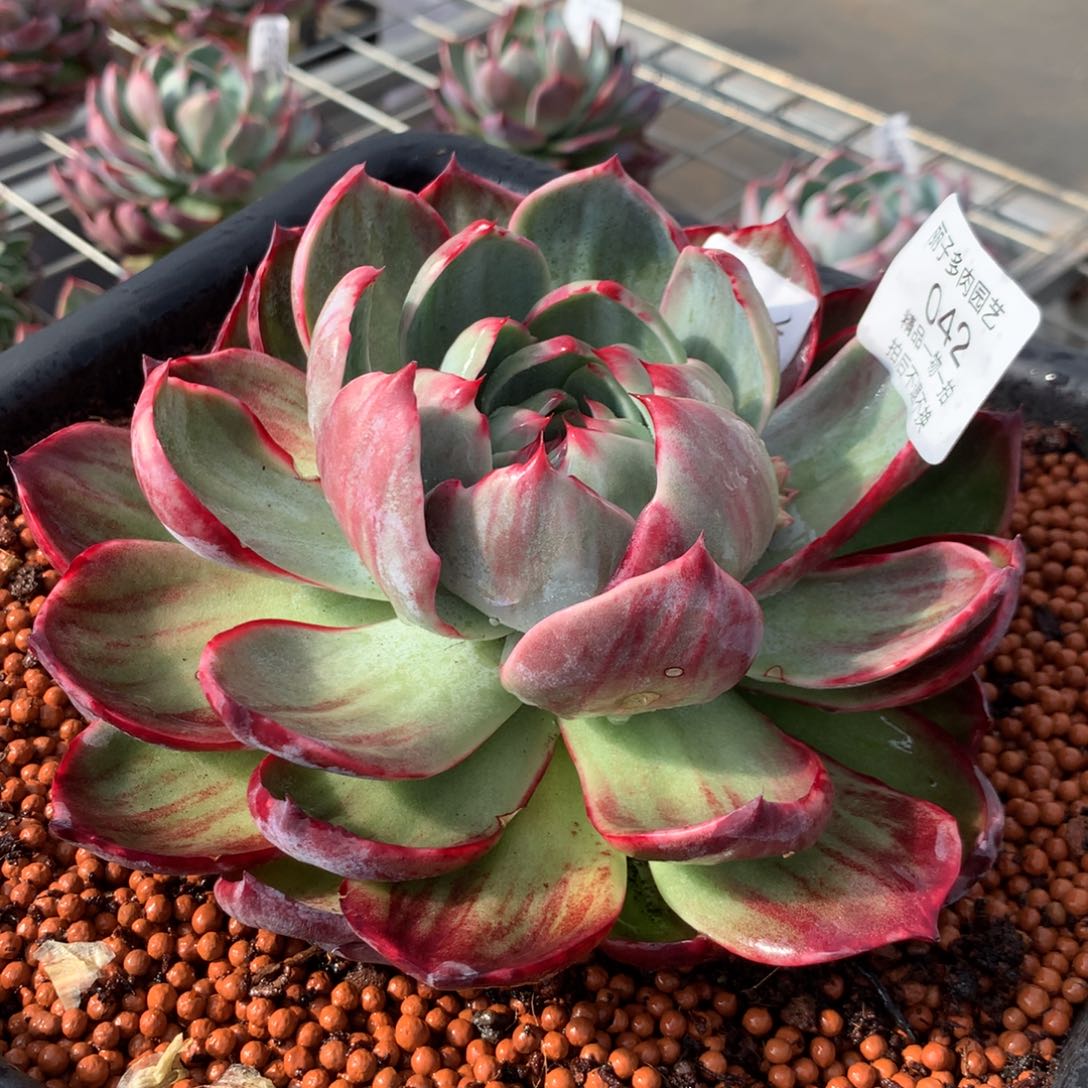 042惊鸿。轻微瑕疵。尺寸18。多肉植物