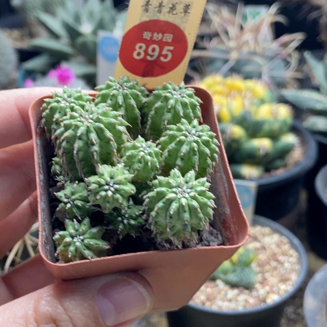 丰收大戟群一颗仙人球