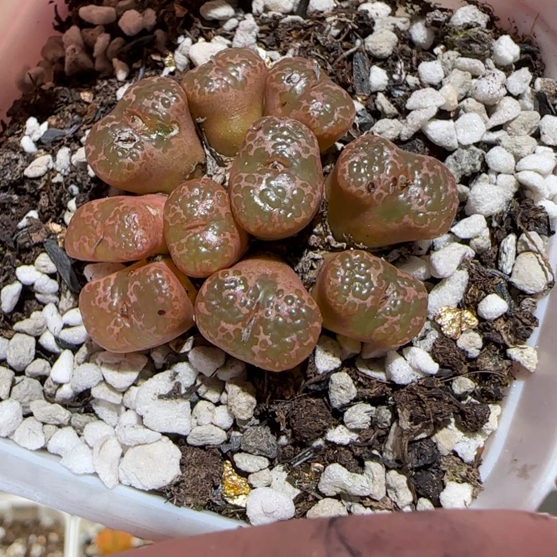 肉锥多肉植物百科-106