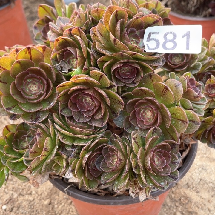 581多肉植物万拉丝有砍