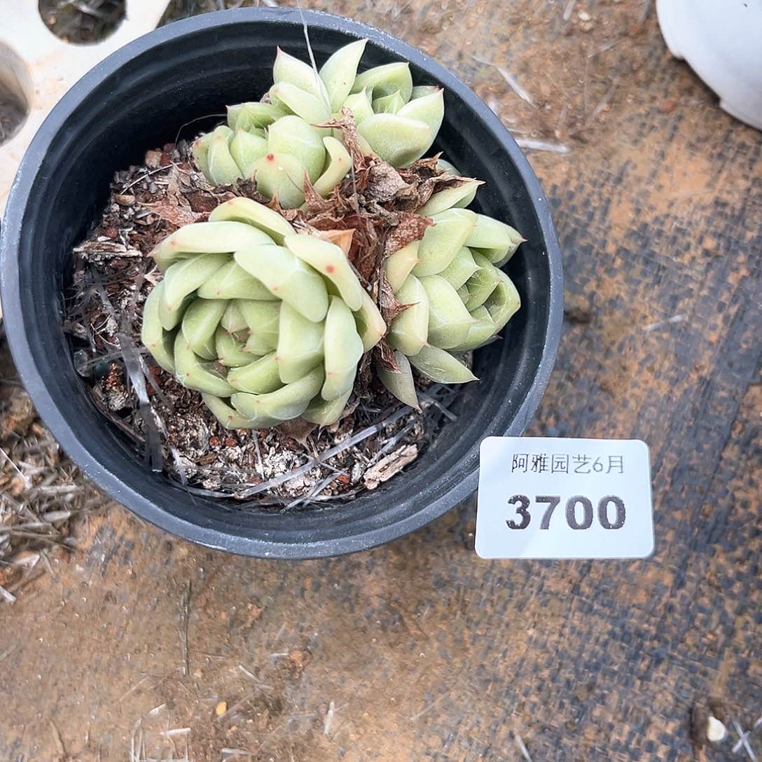 木***梓阿雅园艺。   3700