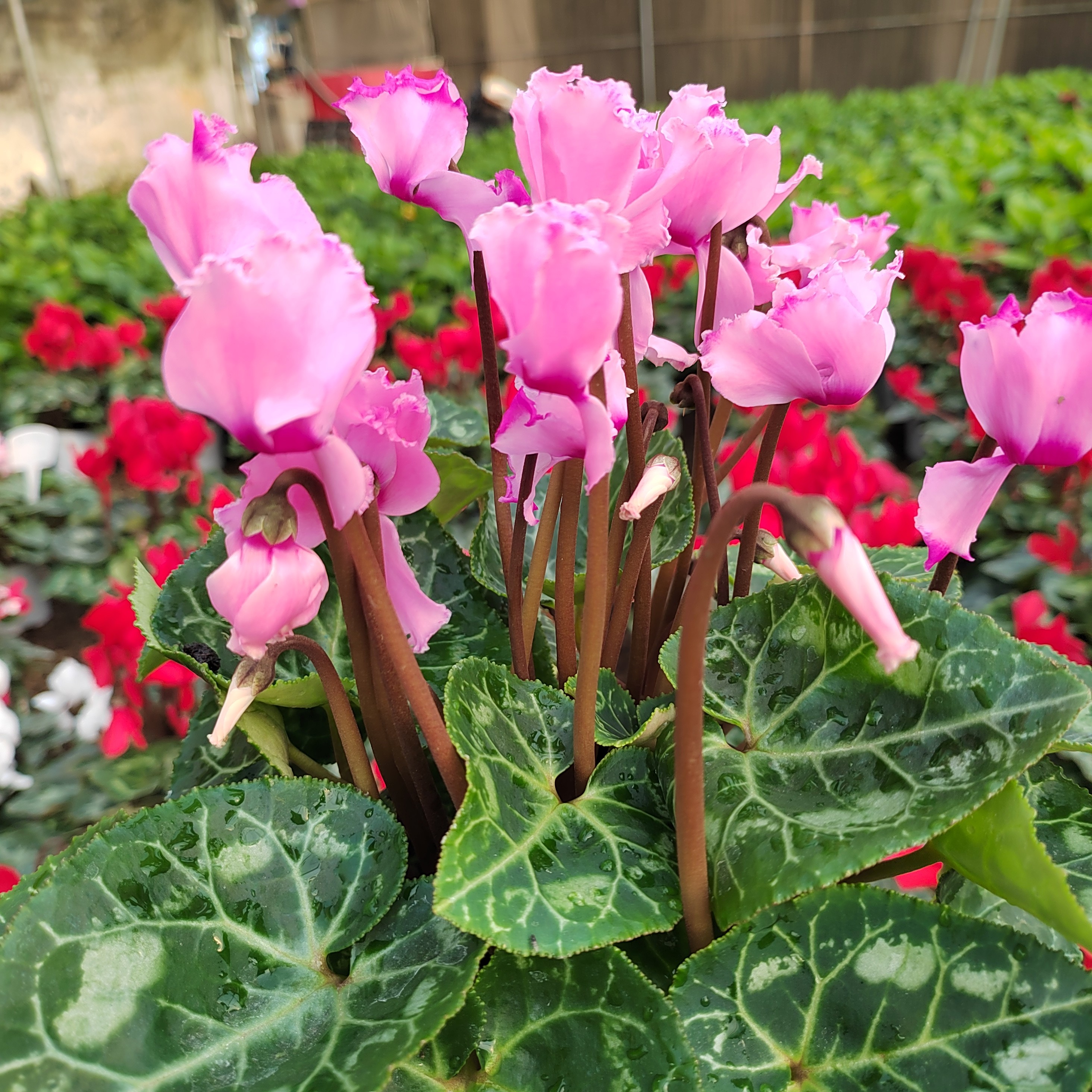 精品65号农香型中花维多利浅粉色，13盆径四季开花耐高温