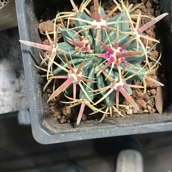 花花世界迷人眼的球球