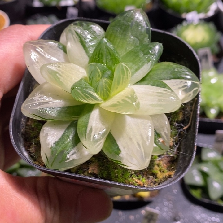 花花火火玉露锦多肉