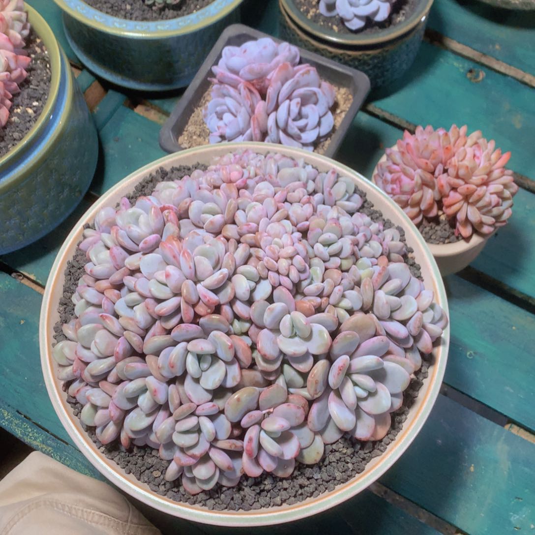 唐**合安之若素精品多肉