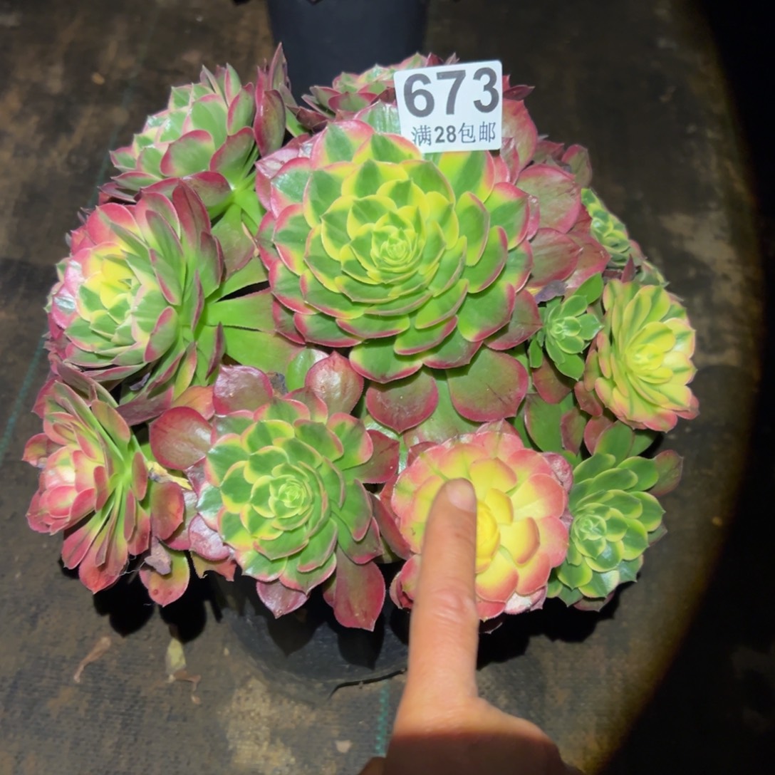 多肉植物673海仙的