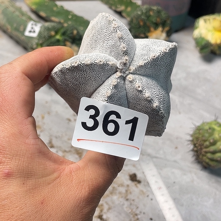 完全开放361恩中一个