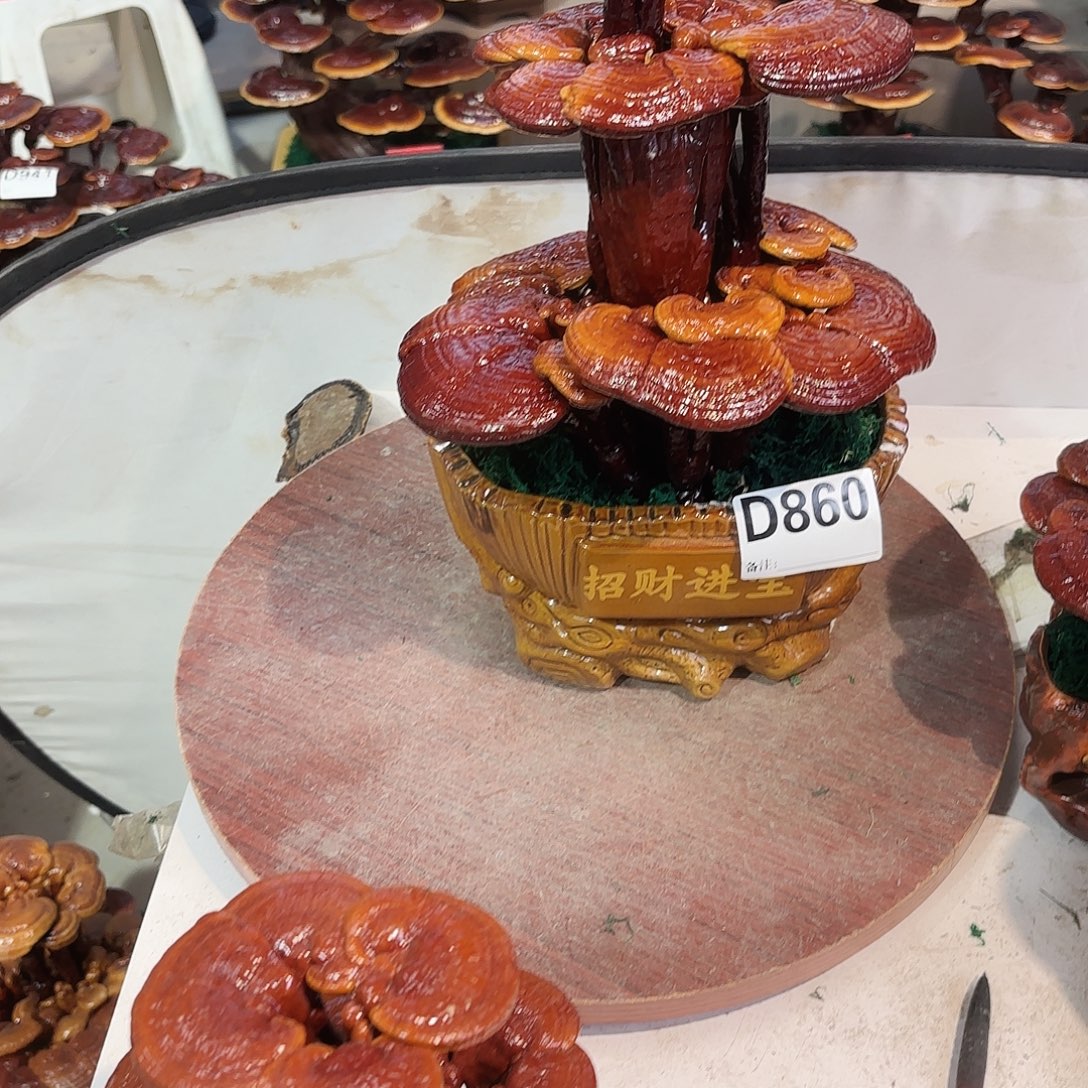 无花朵灵芝88888888888888888