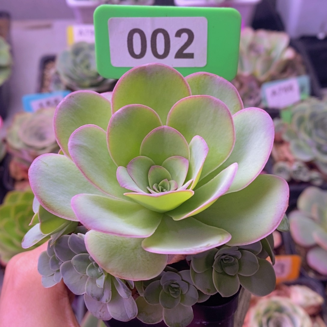 清风晚玫瑰捧花002