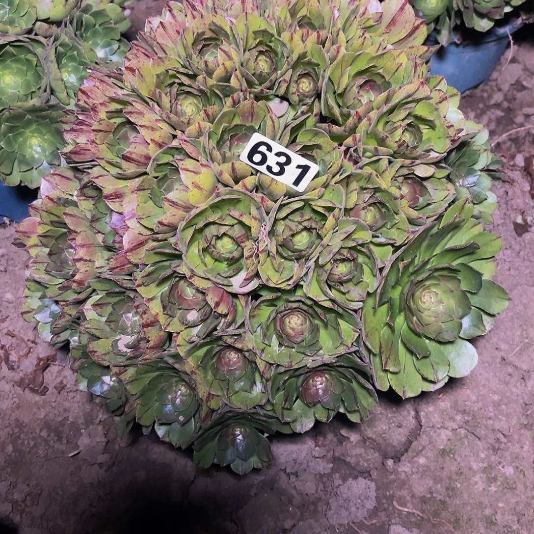 万圣节拉丝14/8包邮法师