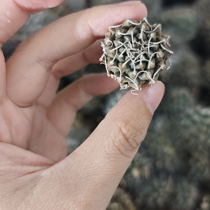 一物一拍，67号安德森仙人球！