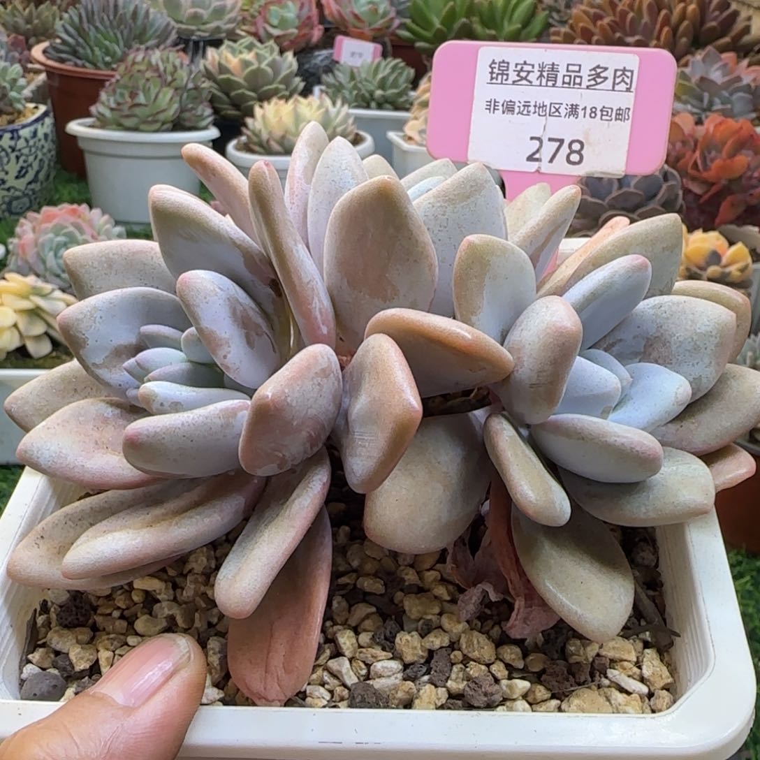 锦安精品多肉植物278