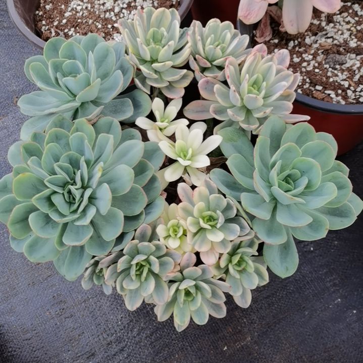 酸橙柠檬白覆轮锦朵朵缀