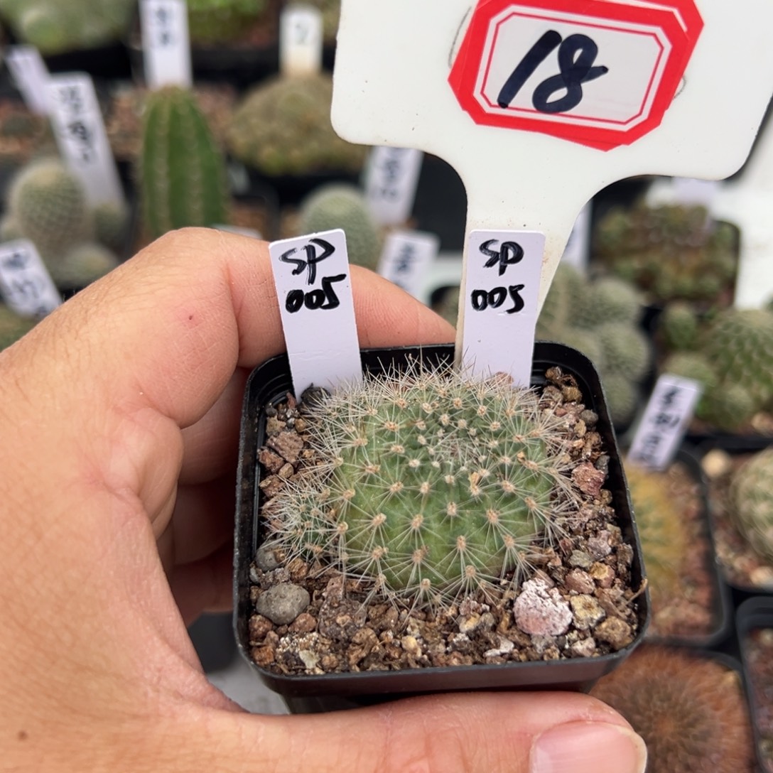 ꧁***꧂18往事多肉园仙人球开花了