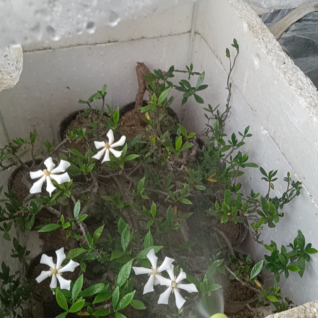 栀子花小盆栽栀子花一物一怕