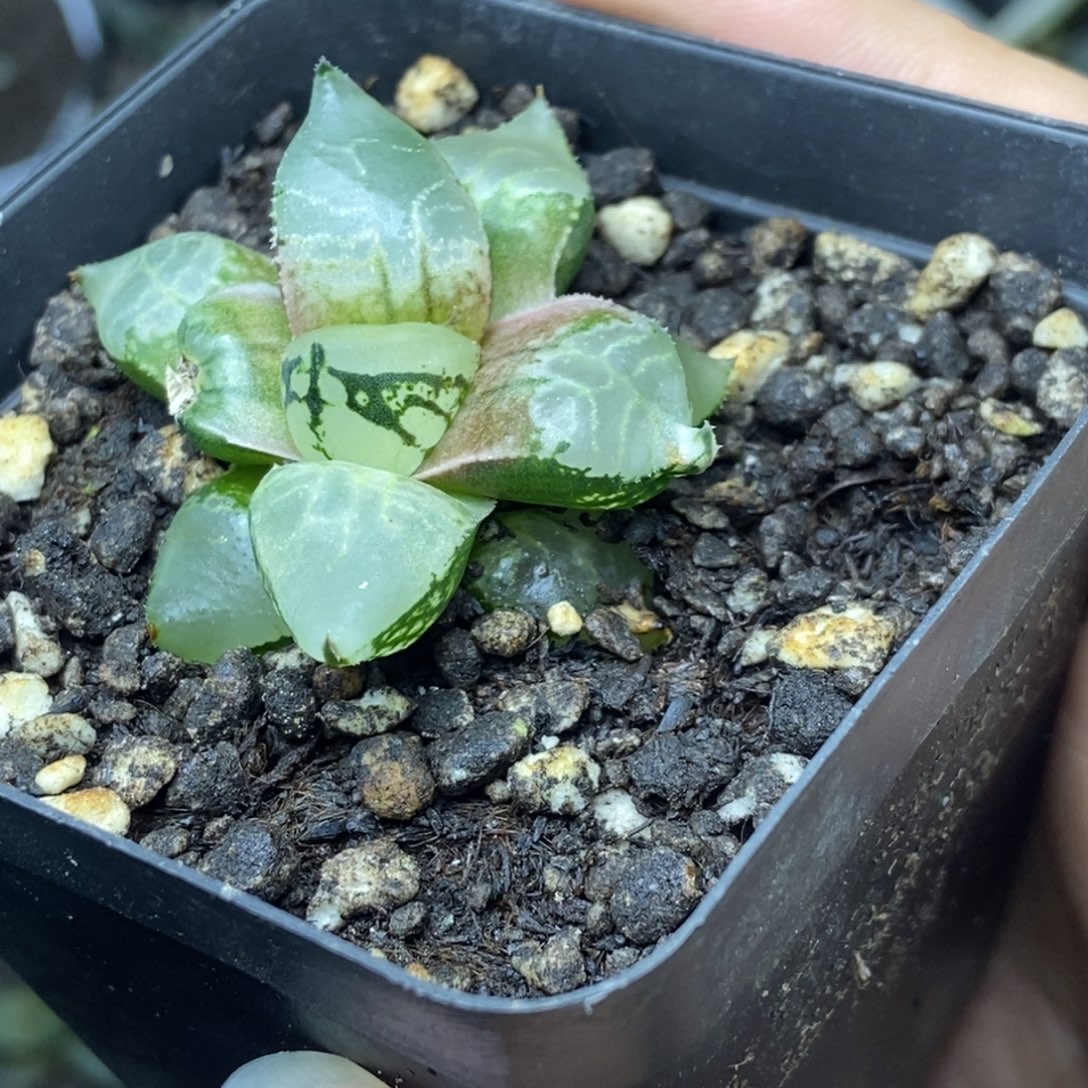 冰皇寿一物一拍的