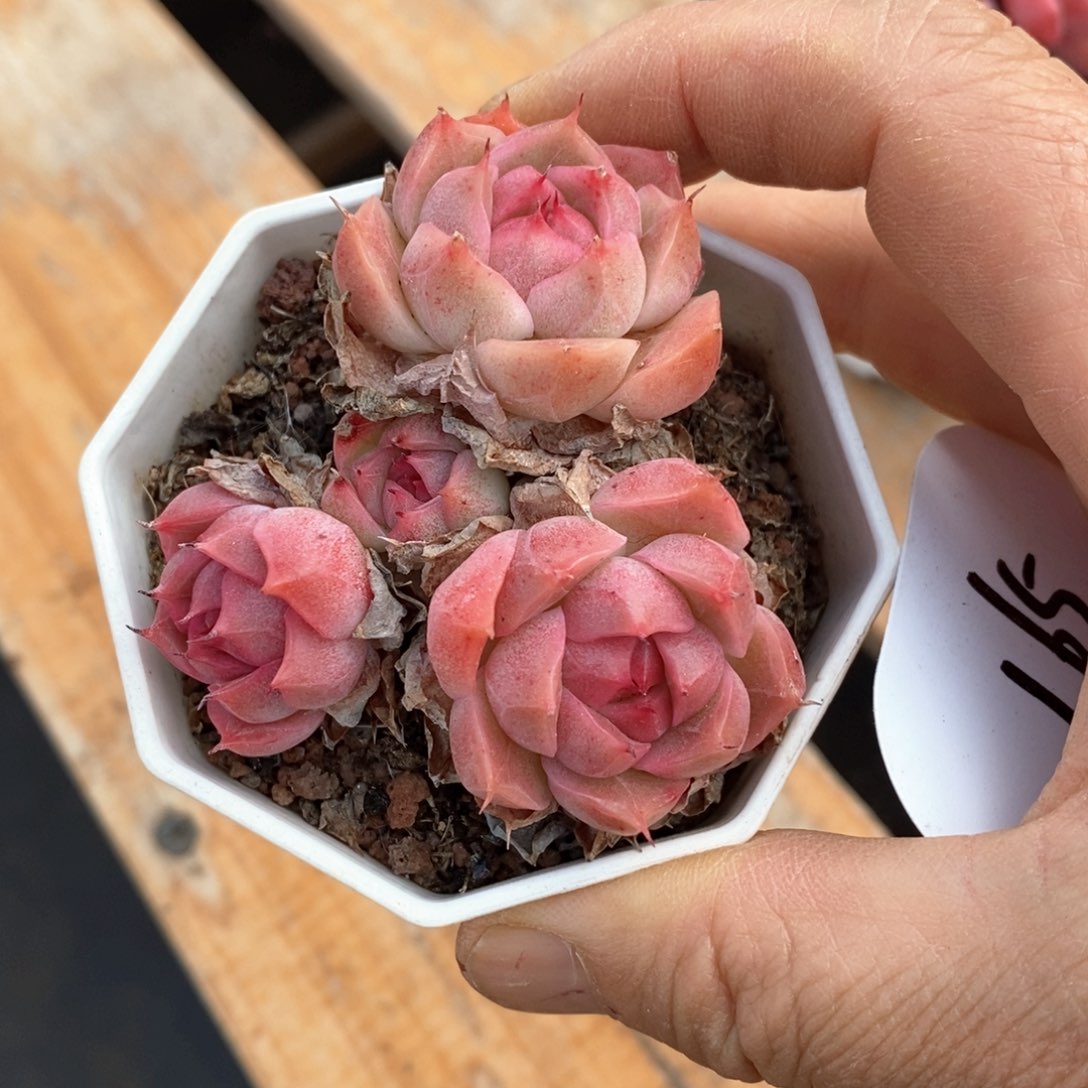 精品多肉一物一柏不包整165