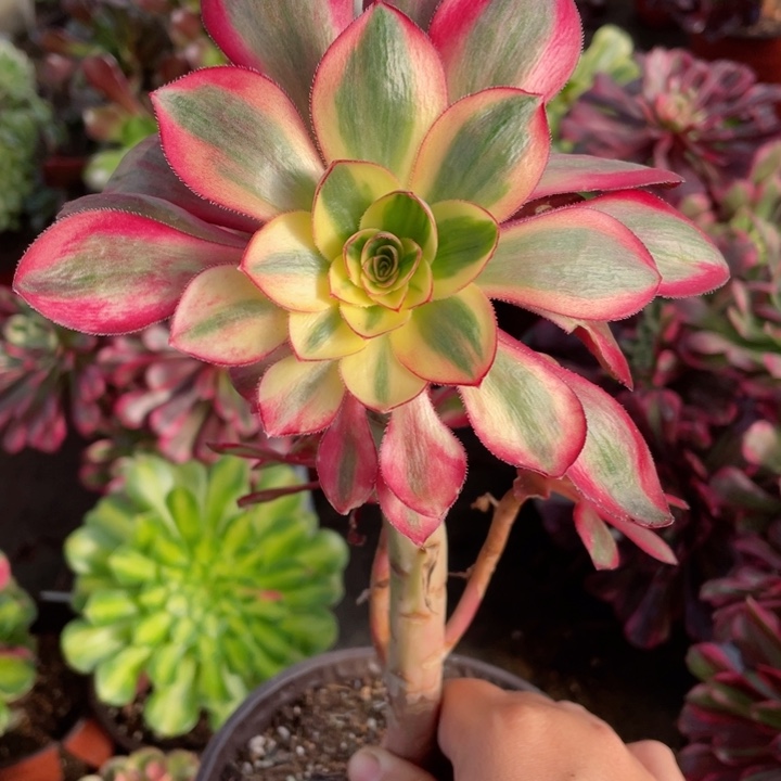 574烈焰多肉123756789