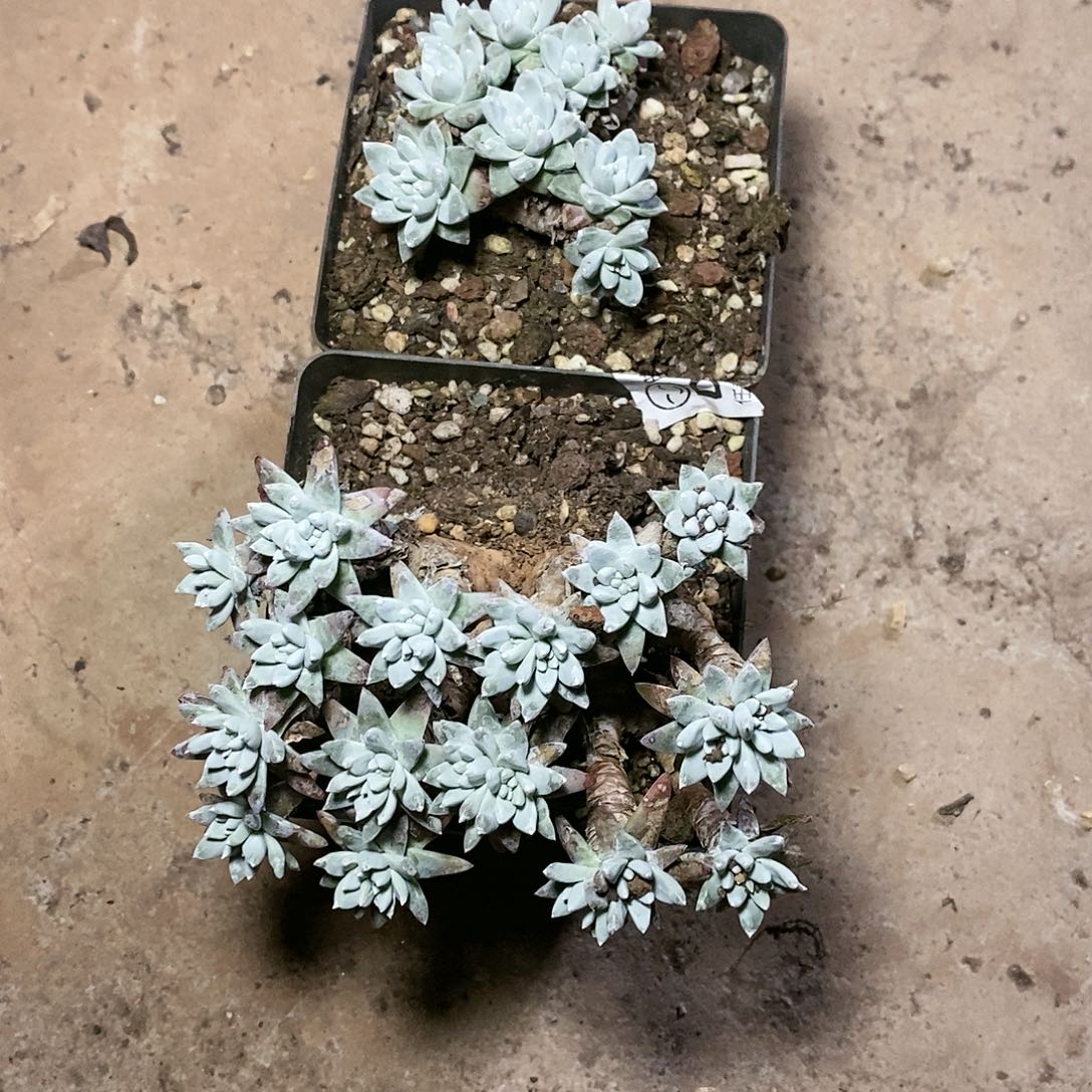 【闪购商品】哈哈哈哈韩白菊多肉1453