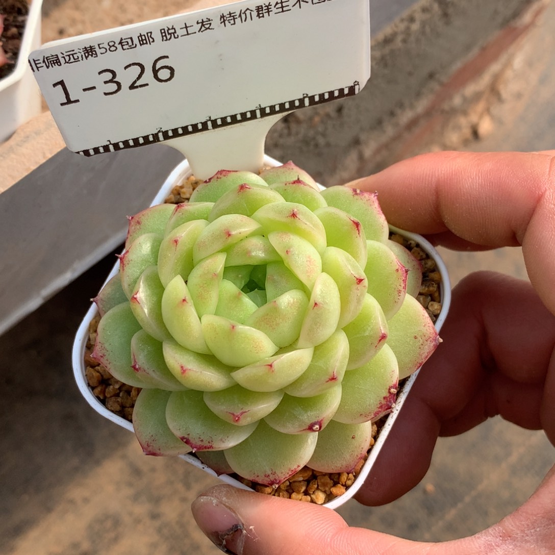 包子边线麦秆58包邮超级福利