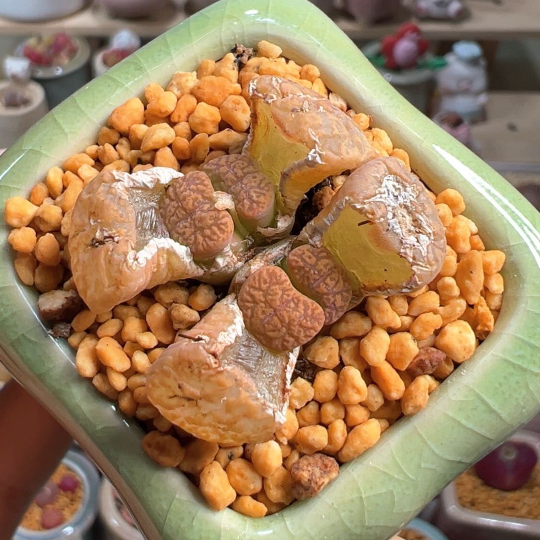 多肉植物198号勋章