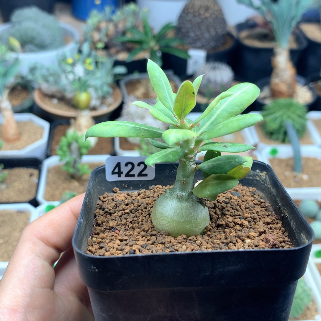 双刺瓶干棒槌带盆