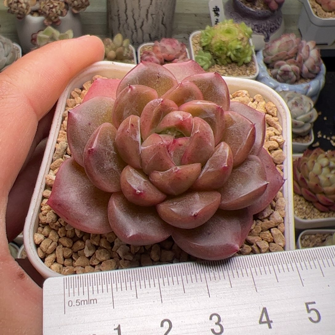 255 多肉植物组合盆栽