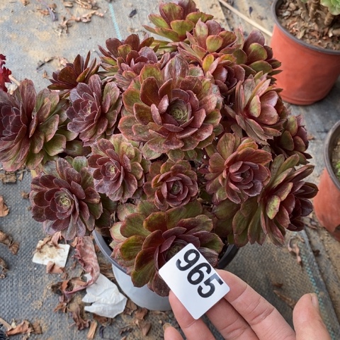 红丝绒多肉植物法师不包损
