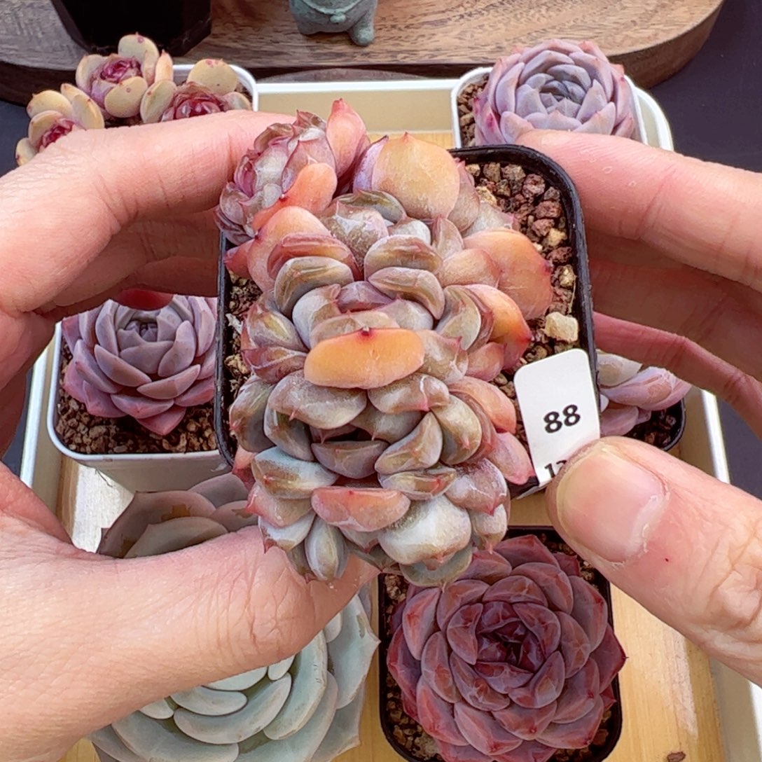 好好看88、哈哈哈哈